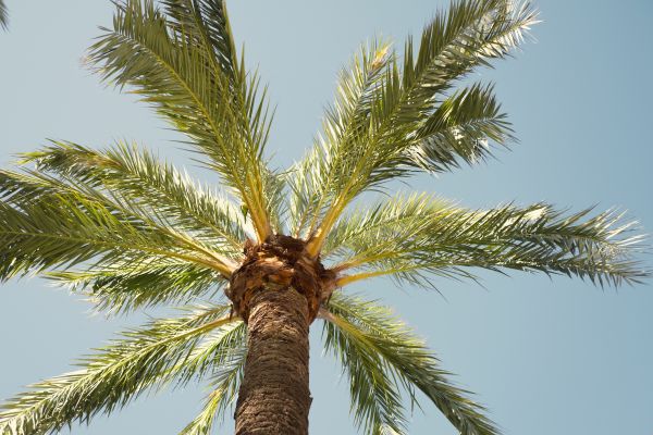 Cost of Palm Tree Removal in San Luis Obispo