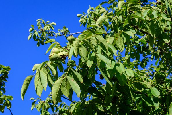 Cost of Walnut Tree Removal in San Luis Obispo