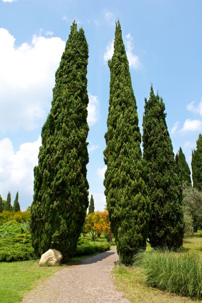 Cost of Cypress Tree Removal in San Luis Obispo