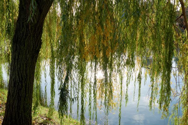 Cost of Willow Tree Removal in San Luis Obispo