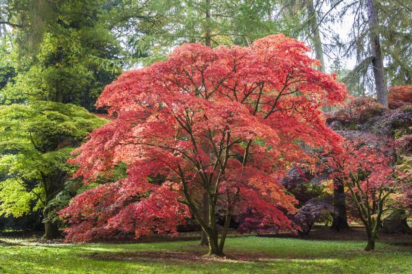 Cost of Maple Tree Removal in San Luis Obispo