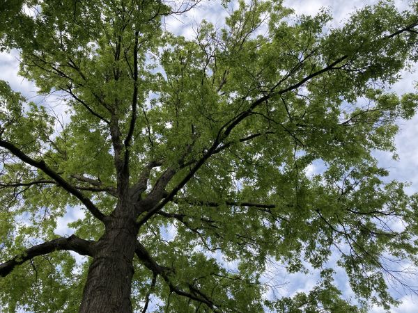 Cost of Oak Tree Removal in San Luis Obispo