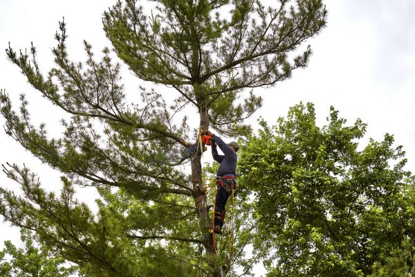 Cost of Pine Tree Removal in San Luis Obispo