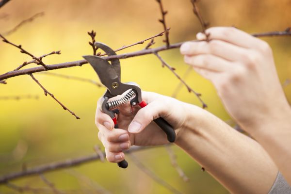 Small Tree Cutting