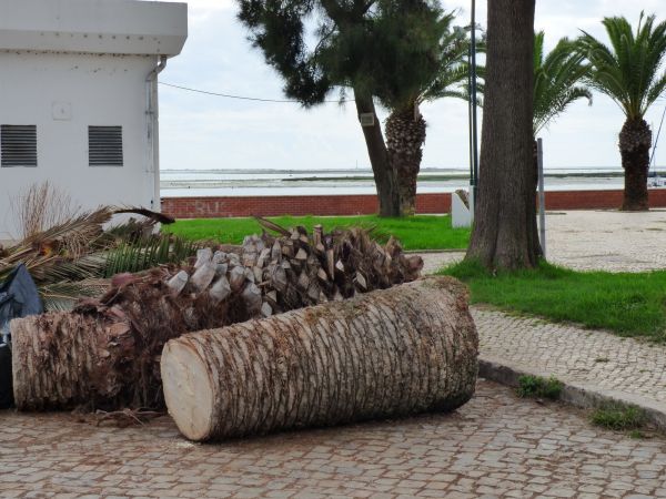 Cost of Palm Trees Removal in San Luis Obispo