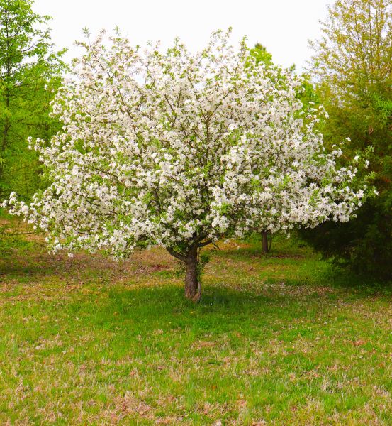 Cost of Dogwood Tree Removal in San Luis Obispo