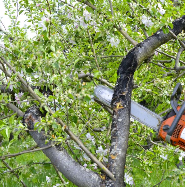 Cost of Apple Tree Removal in San Luis Obispo