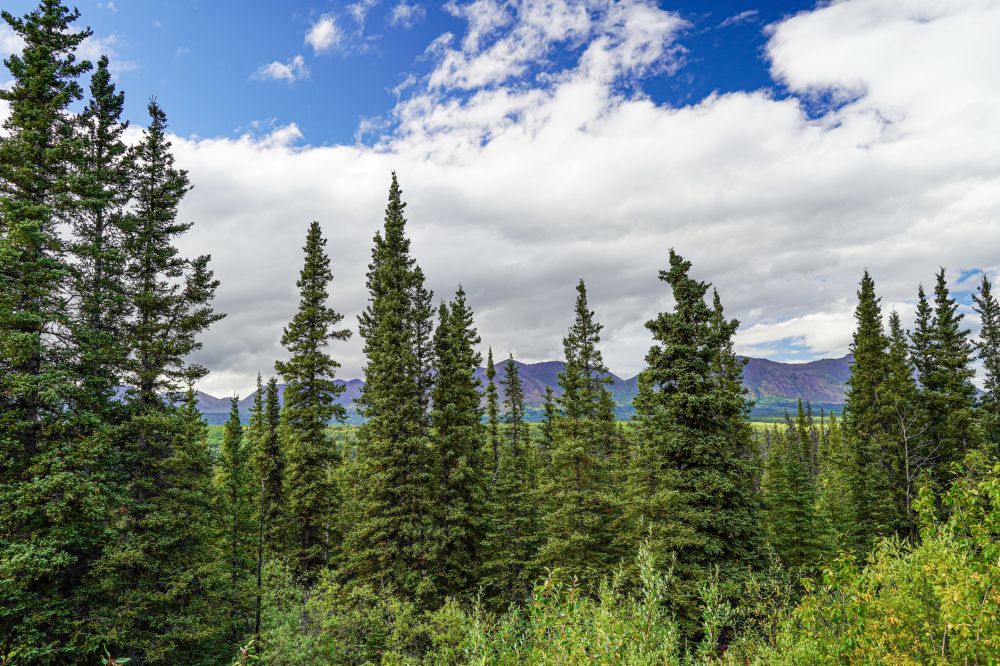 Spruce Tree Trimming