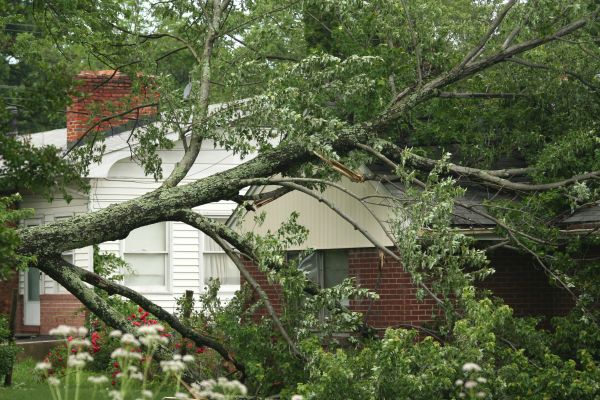 Cost of Emergency Tree Removal in San Luis Obispo