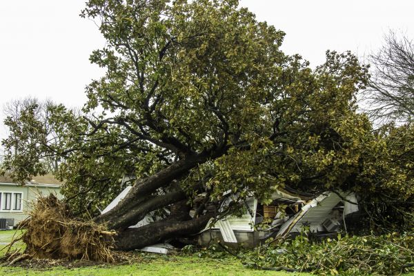 Cost of Fallen Tree Removal in San Luis Obispo