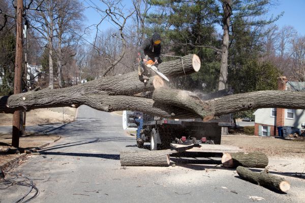 Cost of Residential Tree Removal in San Luis Obispo