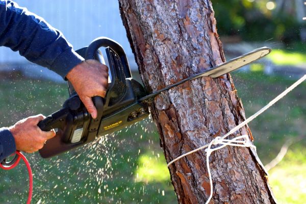 Cost of Dead Tree Removal in San Luis Obispo