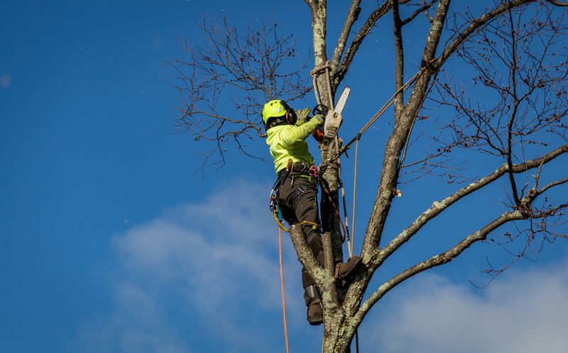 Professional Tree Removal in Action