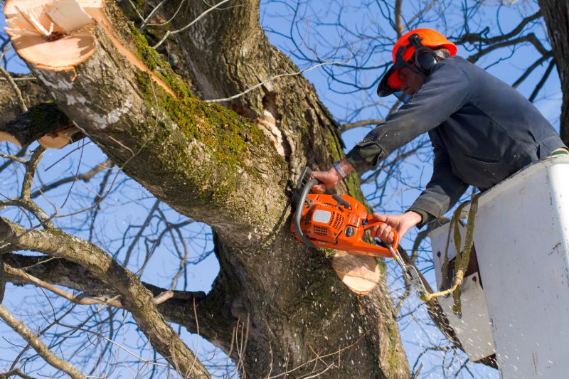 Tree Health and Risk Assessment